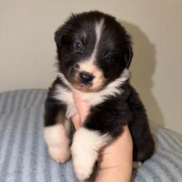 Jack - Black tri-color male Australian Shepherd puppy in Anniston, Alabama from All Hale Aussies