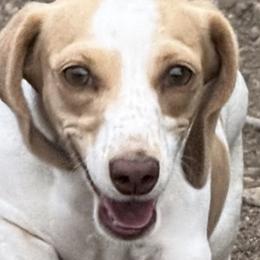 Dachshunds and Labrador Retrievers from Twisted Wire Ranch Retrievers