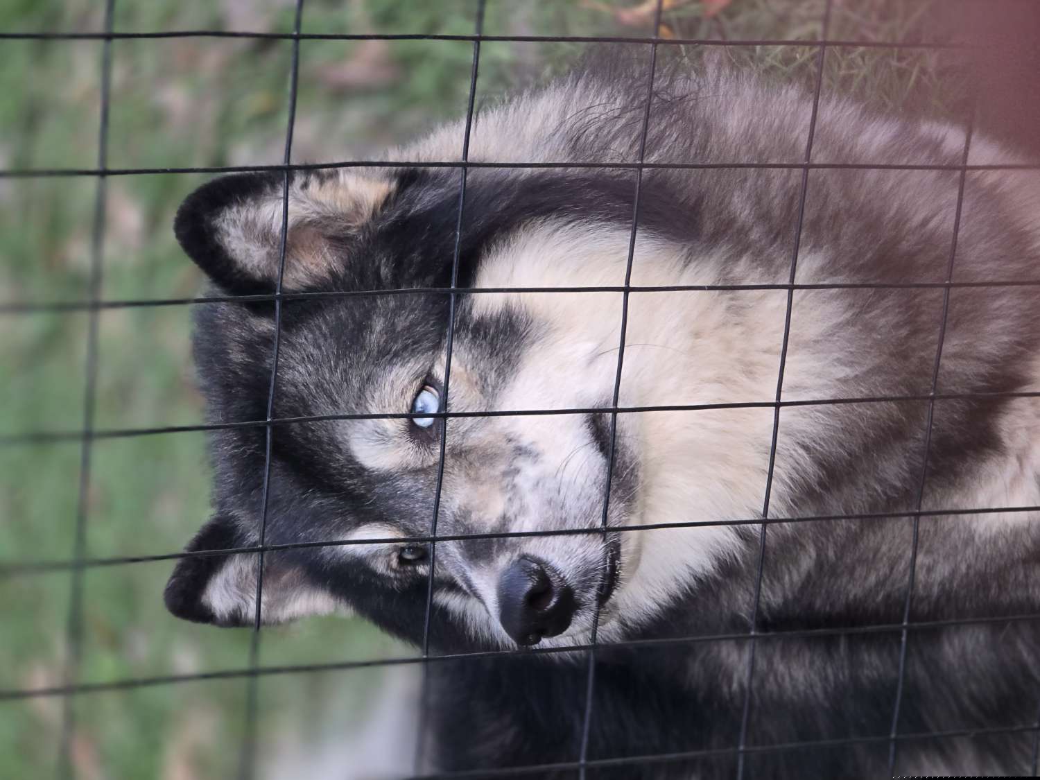 Dräger - Siberian Husky