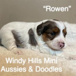 Aussiedoodle and Miniature Australian Shepherd Puppies from Windy Hills Mini Aussies & Doodles