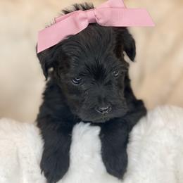 Annabel - Black female Labradoodle puppy in San Antonio, Texas from I Love U Back Labradoodles, LLC
