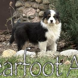 Girl 3 - Black tri-color female Australian Shepherd puppy in Lowell, Indiana from Bearfoot Aussies and Tollers