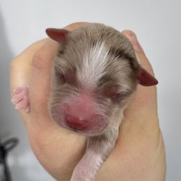 Australian Shepherd, Miniature American Shepherd, Miniature Australian Shepherd, and Toy Australian Shepherd Puppies from Painted Blue Aussies