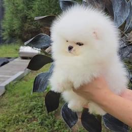 Cloud - White female Pomeranian puppy in Burbank, California from Haus of Pomeranians
