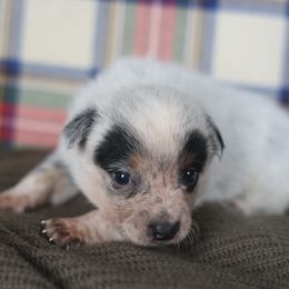 Zephyr - Blue speckled male Australian Cattle Dog puppy in Gatlinburg, Tennessee from Greenbrier