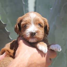 Australian Labradoodle Puppies from Labradoodle Story Tails