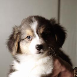 Gabriel - Black and tan male Pembroke Welsh Corgi puppy in South Otselic, New York from Ridge Top Corgis