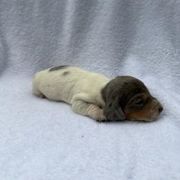 Boy 4 - Dapple male Dachshund puppy in Stilwell, Oklahoma from Johnson Dachshund’s