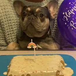 Hazel - French Bulldog