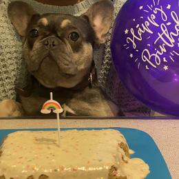 Hazel - French Bulldog