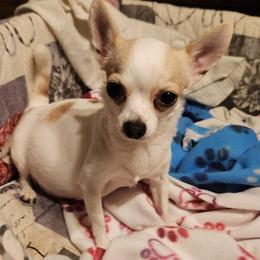 SUMMER - Chihuahua