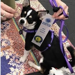 Chihuahua All Grown Up from Knox Rock'n Chihuahuas