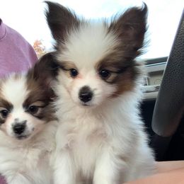 Papillon Puppies from Tylane Papillons