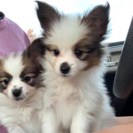 Papillon Puppies from Tylane Papillons