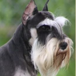 Roulette - Miniature Schnauzer