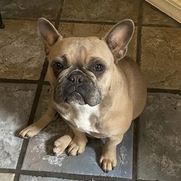 Libby - French Bulldog