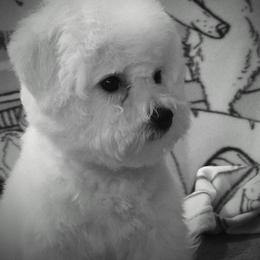 Yellow female - White female Bichon Frise puppy in Apple River, Illinois from Barb's Bichons Bichonfrise.ws