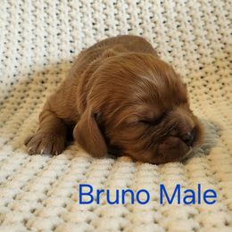 Bruno - Ruby male Cavalier King Charles Spaniel puppy in Traverse City, Michigan from Crozapulco Cavaliers AKC