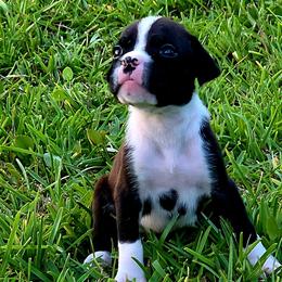 Itty Bitty - Brindle female Boxer puppy in Pass Christian, Mississippi from Amanda Edwards