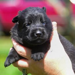 Black boy - Black male German Shepherd puppy in Clarkrange, Tennessee from Vom Wolff