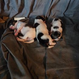 Sprite - White and sable female Papillon puppy in Mountain Home, Arkansas from King's Papillons