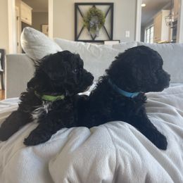 Yorkipoo Puppies from Bossman Yorkipoos