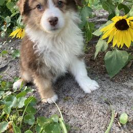 Miniature Australian Shepherd Puppies from Alexander Canines