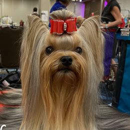 Sailor - Yorkshire Terrier