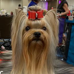 Sailor - Yorkshire Terrier