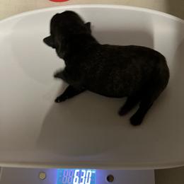 French Bulldog Puppies from Psycho Frenchies