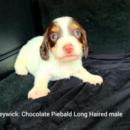 Baileywick - Piebald male Dachshund puppy in Quitman, Mississippi from S-and-A Kennels