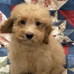 Oak - Buff male Cockapoo puppy in Winnsboro, Texas from Happy Hollow Ranch