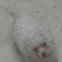 Daphne - White female Schnoodle puppy in Portland, Oregon from Marlen Poodles&Doodles