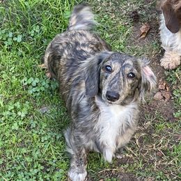 Houdini - Dachshund