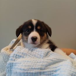 Pembroke Welsh Corgi Puppies from Patrick's Pembroke Welsh Corgis