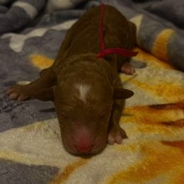 Dark pink girl - Red  female Goldendoodle puppy in Puyallup, Washington from Dawnie’s Doodles