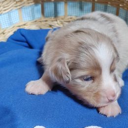WHITE COLLAR - Red merle Miniature Australian Shepherd puppy in Omak, Washington from Willow Flats Kennels