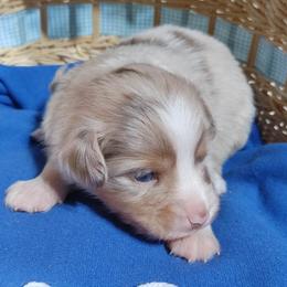 WHITE COLLAR - Red merle Miniature Australian Shepherd puppy in Omak, Washington from Willow Flats Kennels