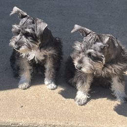 Miniature Schnauzer Puppies from Sugarbaby Kennel