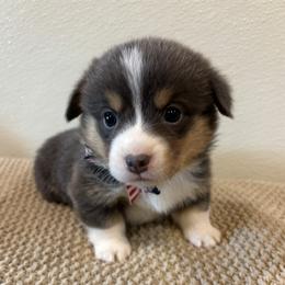 MARVIN - Blue male Pembroke Welsh Corgi puppy in Hinton, Oklahoma from Green Cloud Ranch