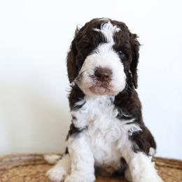 Chocolate Parti - Parti male Goldendoodle puppy in Hobbs, New Mexico from Goldie Locks Golden Retrievers & Doodles