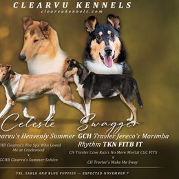 Girl 4 - Black white and tan female Collie puppy in Amherst, Virginia from Clearvu Kennels