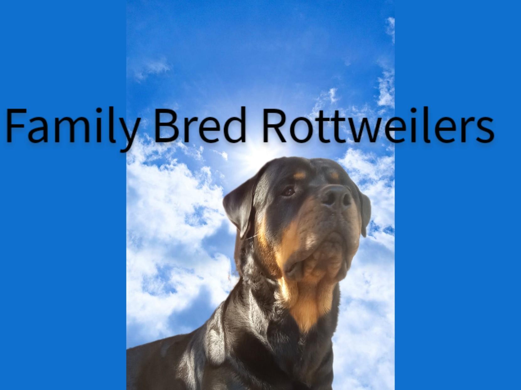 Family Bred Rottweilers in Alabama | Rottweiler puppies | Good Dog
