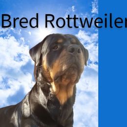 Rottweilers from Family Bred Rottweilers