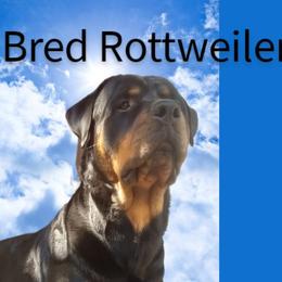 Rottweilers from Family Bred Rottweilers