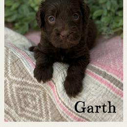 Garth - Chocolate male Australian Labradoodle puppy in Gladstone, Oregon from Beaver State Labradoodles