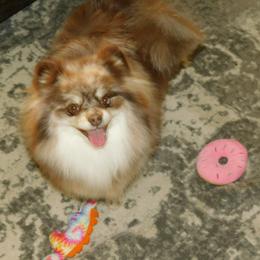 Nalya - Pomeranian