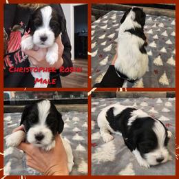 Christopher Robin - Black white and tan male Cockapoo puppy in Zanesville, Ohio from Oodles of Doodles & Poos