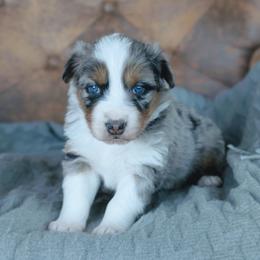 Girl 1 Yellow - Blue merle female Australian Shepherd puppy in Yakima, Washington from Naches Heights Ranch