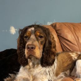 English Springer Spaniel All Grown Up from Eagle Trail Kennels